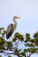 Grey_Heron